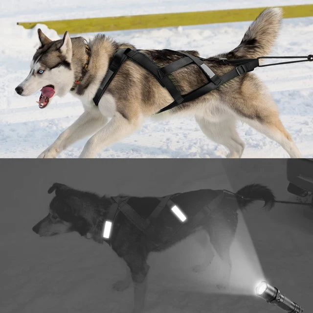 Sled for Ski-joring