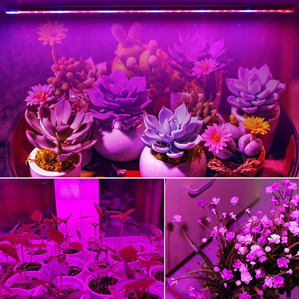 Phyto Lamp LED Plant Grow Light