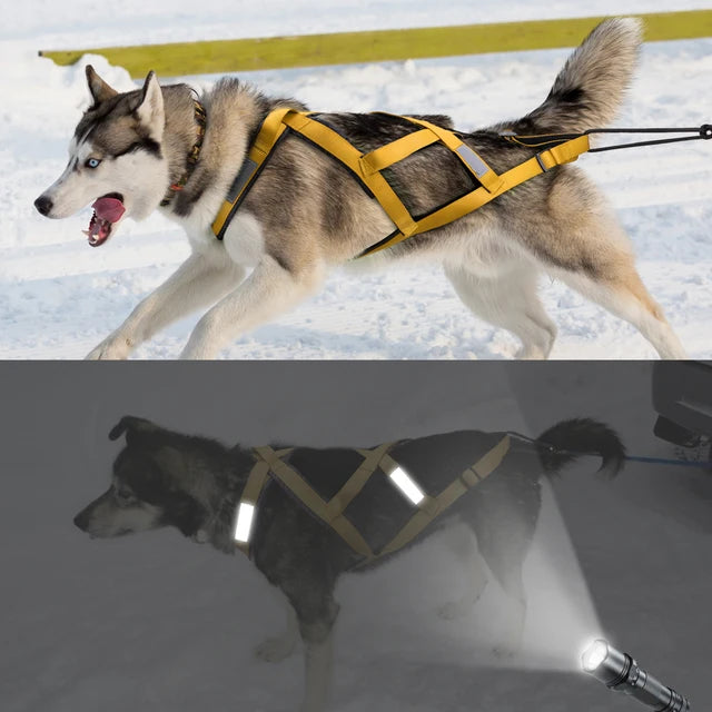 Sled for Ski-joring