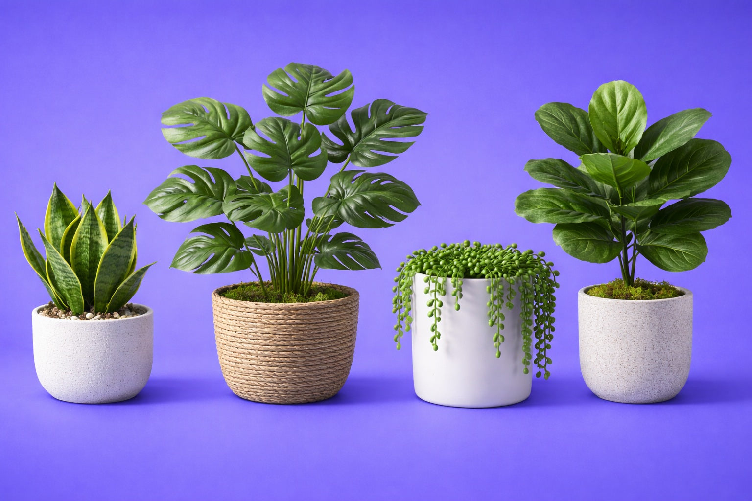 Five potted plants of different types on a purple background
