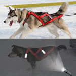 Sled for Ski-joring