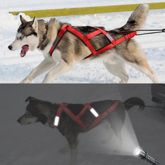 Sled for Ski-joring