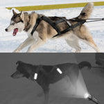 Sled for Ski-joring