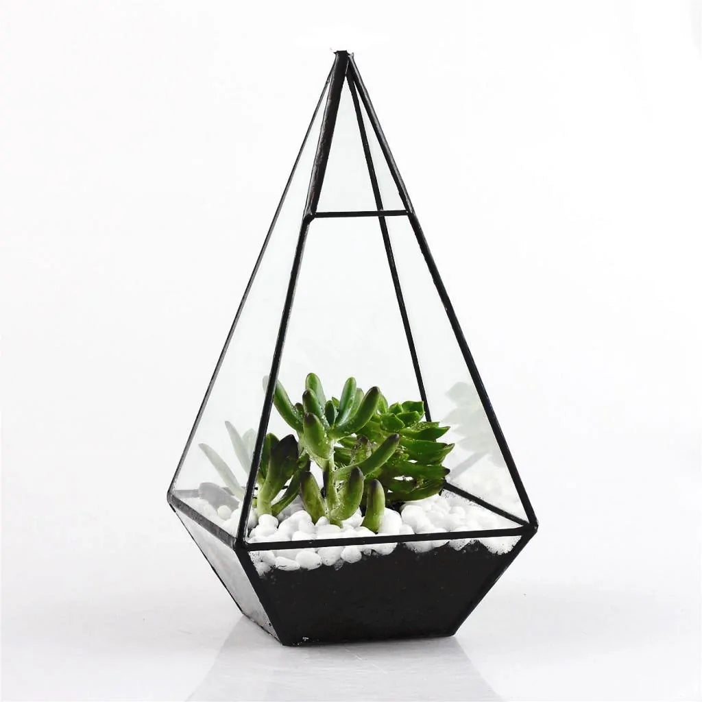 Plants Geometric Succulents Terrarium