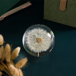 Glass sphere paperweight with a preserved dandelion inside.