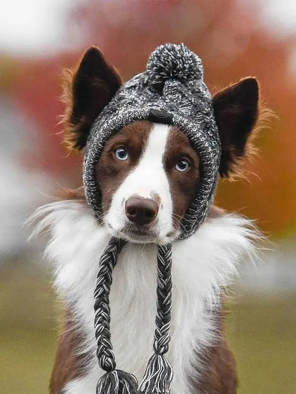 Dog Canine Cap Companion