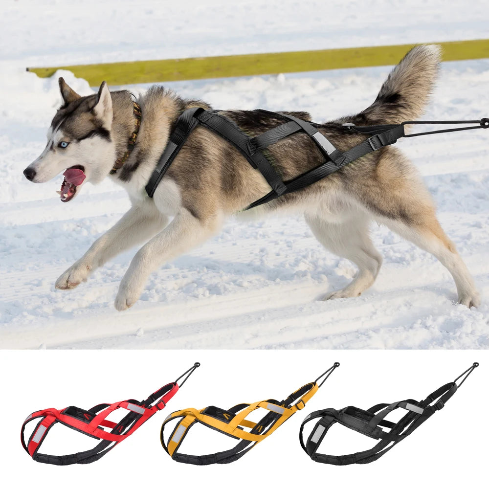 Large Dogs Gear Skijoring Waterproof Sled